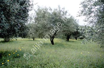 AS0098GR