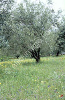 AS0108GR