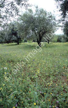 AS0114GR