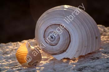 AS1190GR