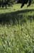 AS0260SW