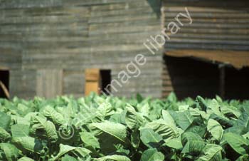CK0075CU