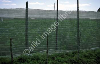 CK0173CU