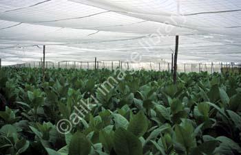 CK0183CU