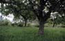 AS0247SW