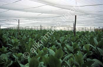 CK0183CU
