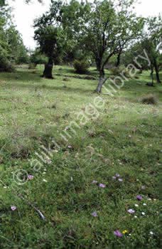 AS0075GR