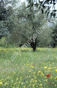AS0107GR