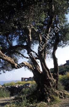 AS0607GR