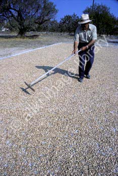 AS0305GR