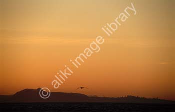 AS0198UK