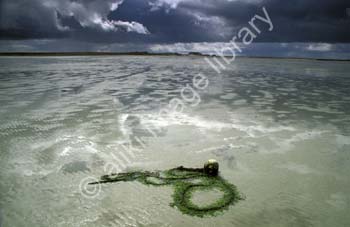 AS0359UK