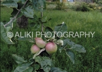 AS0244SW