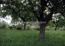 AS0247SW